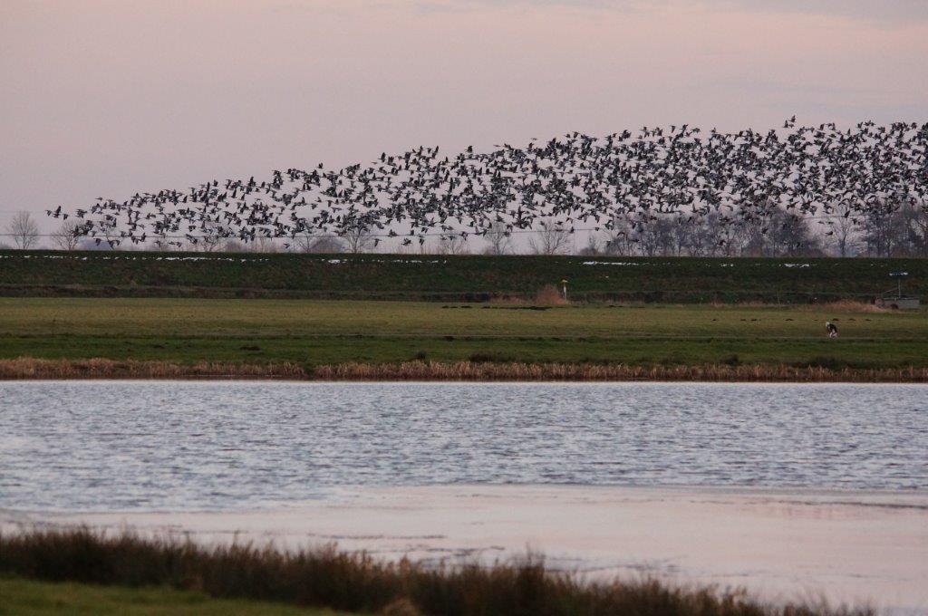 Vogelparadijs Hoeksmeer